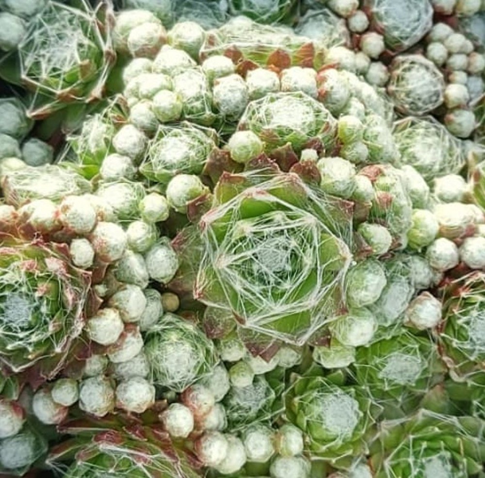 Sempervivum arachnoideum ssp. tomentosum | Farmyard Nurseries