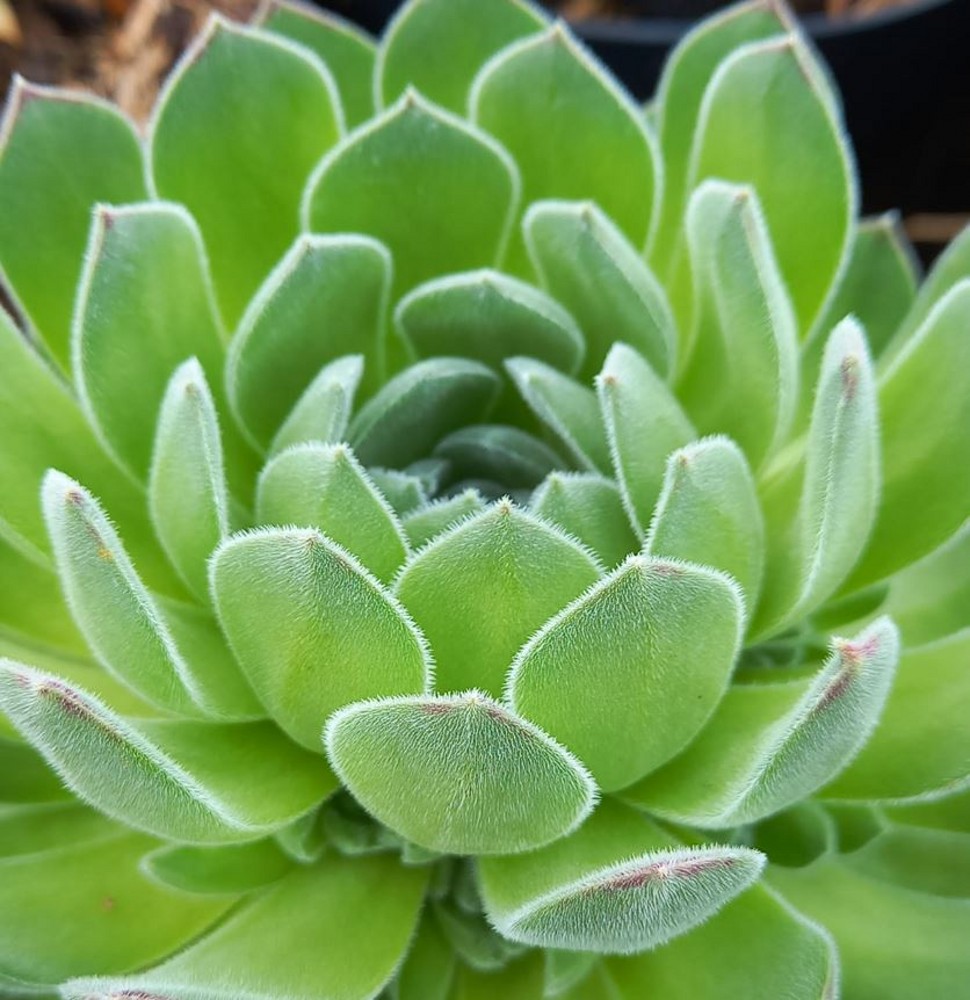 Sempervivum Chick Charm 'Sugar Shimmer' | Farmyard Nurseries