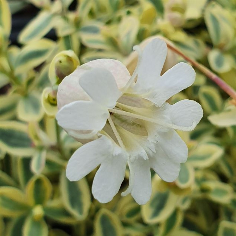 Silene Uniflora 'druetts Variegated' 