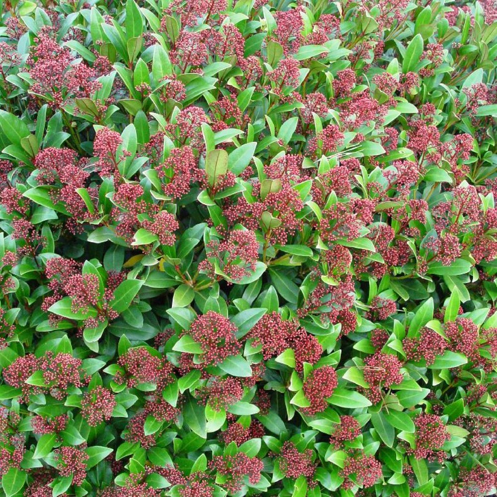 Skimmia japonica 'Rubella' | Farmyard Nurseries