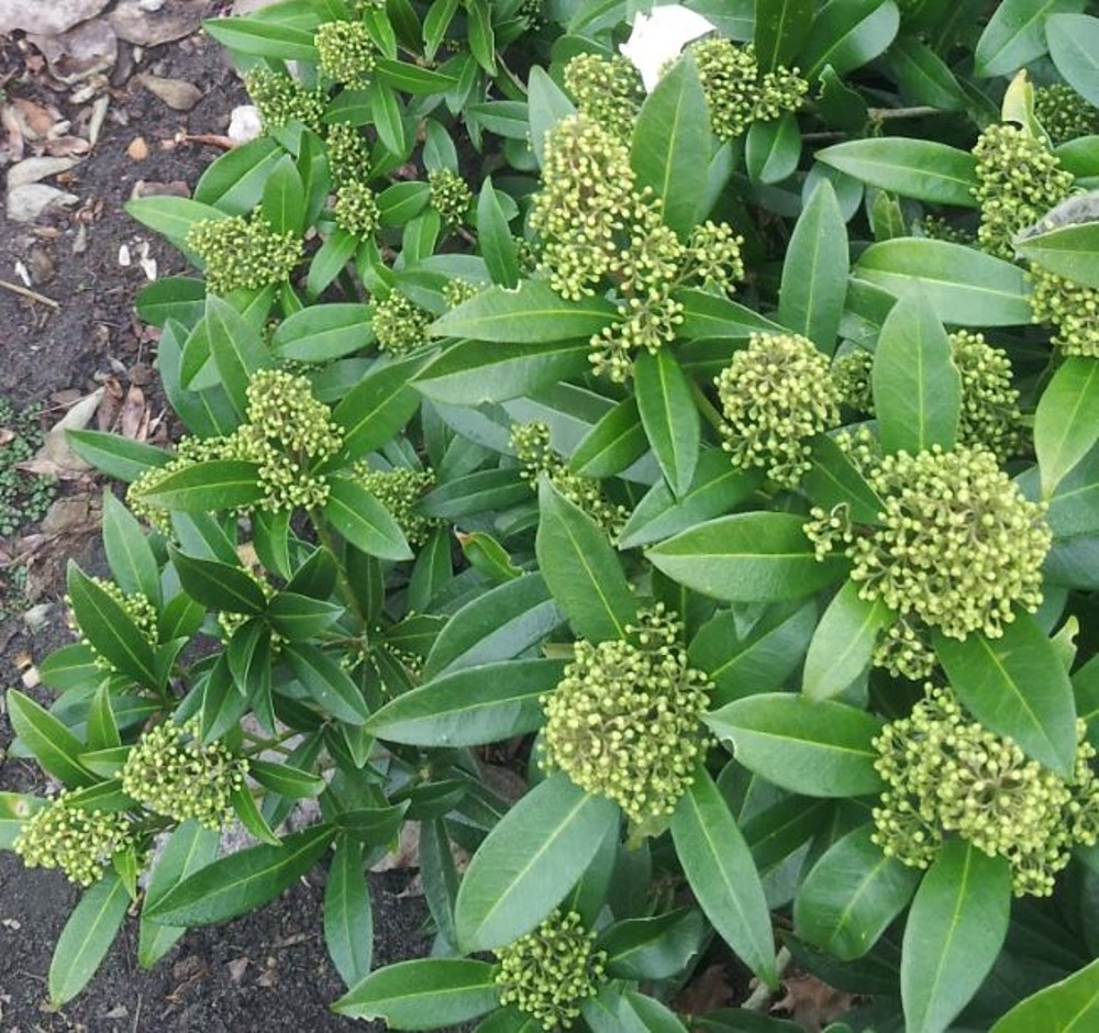 Skimmia confusa 'Kew Green' | Farmyard Nurseries