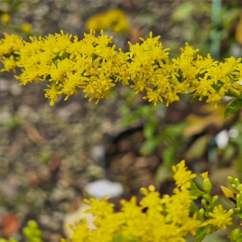 Solidago rugosa 'Fireworks' | Farmyard Nurseries