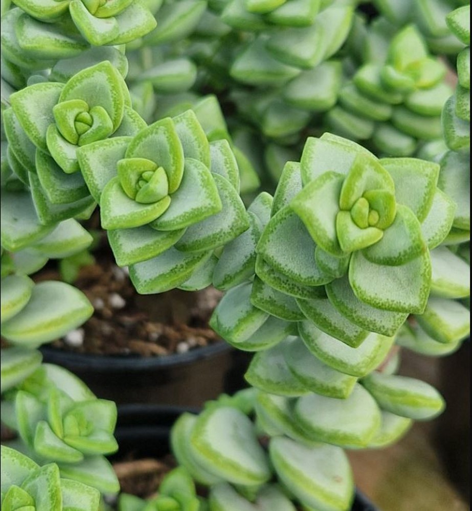 Crassula perforata | Farmyard Nurseries