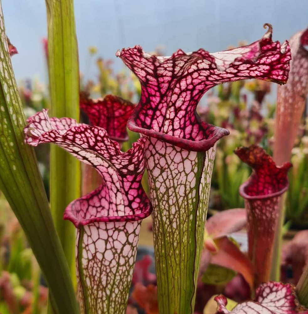 Sarracenia hybrid H 78 'Diana Whittaker' | Farmyard Nurseries