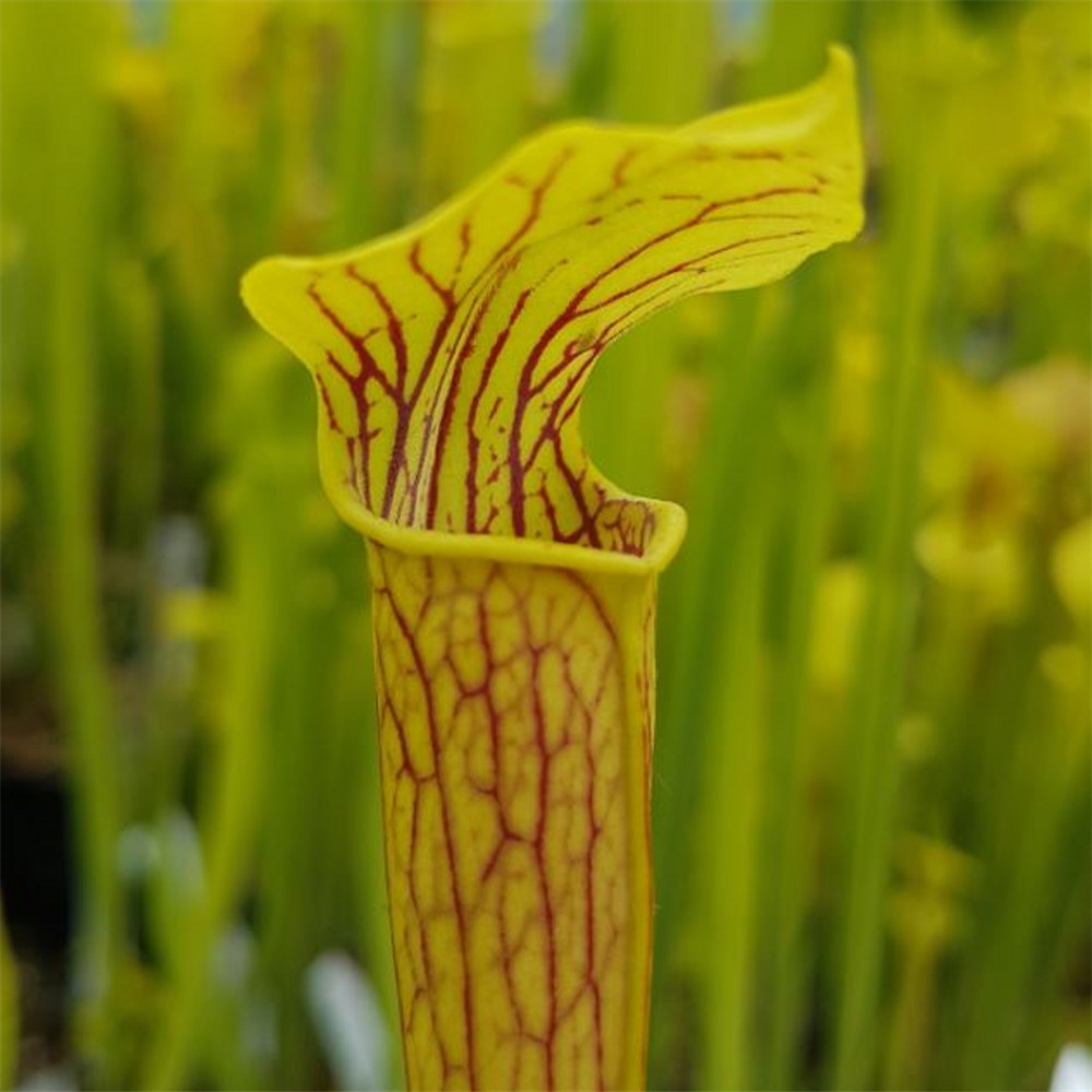 Sarracenia alata AL 02 heavi ly veined frm East Texas | Farmyard Nurseries