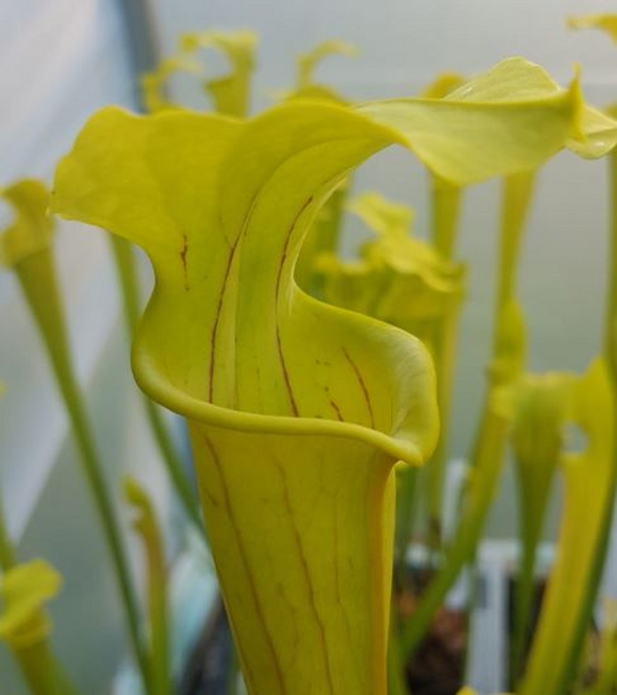 Sarracenia hybrid H 02 (alata x flava var. 'Maxima') A. Slack ...