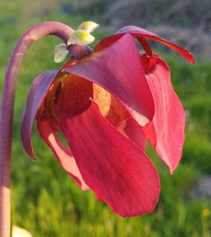 Sarracenia hybrid H 108 'Judith Hindle' x S. x moorei 'Elizabeth ...