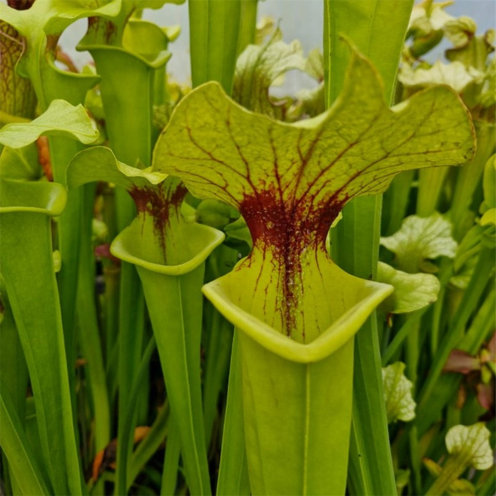 Sarracenia hybrid H 116 moorei Leiden Botanic Garden | Farmyard Nurseries