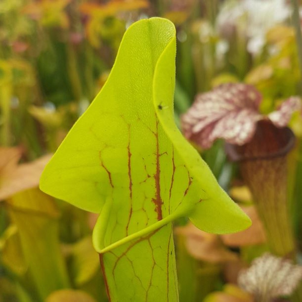 Sarracenia hybrid H 214 hybrid | Farmyard Nurseries