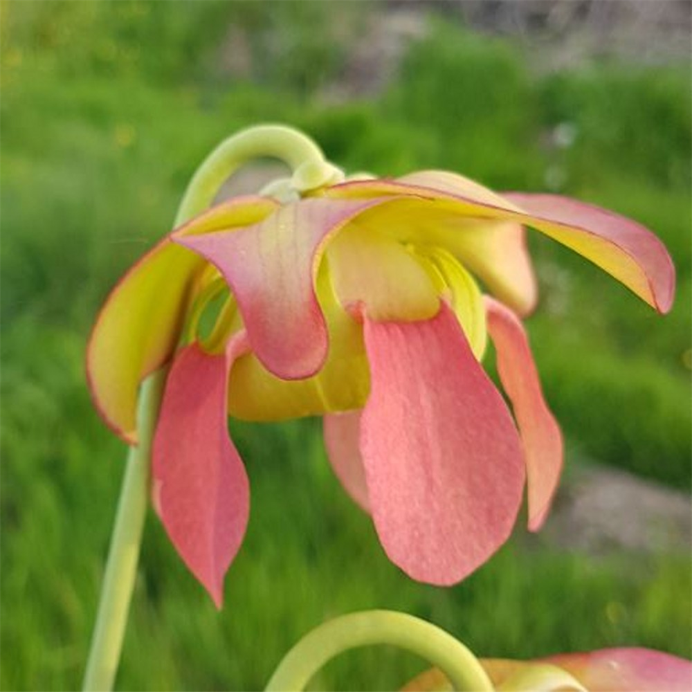 Sarracenia hybrid H 99 areolata x leucophylla T. Margetts | Farmyard ...