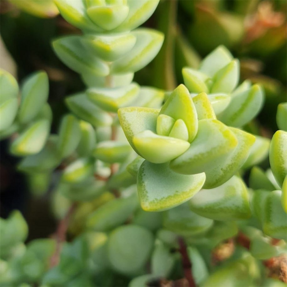 Crassula perforata | Farmyard Nurseries