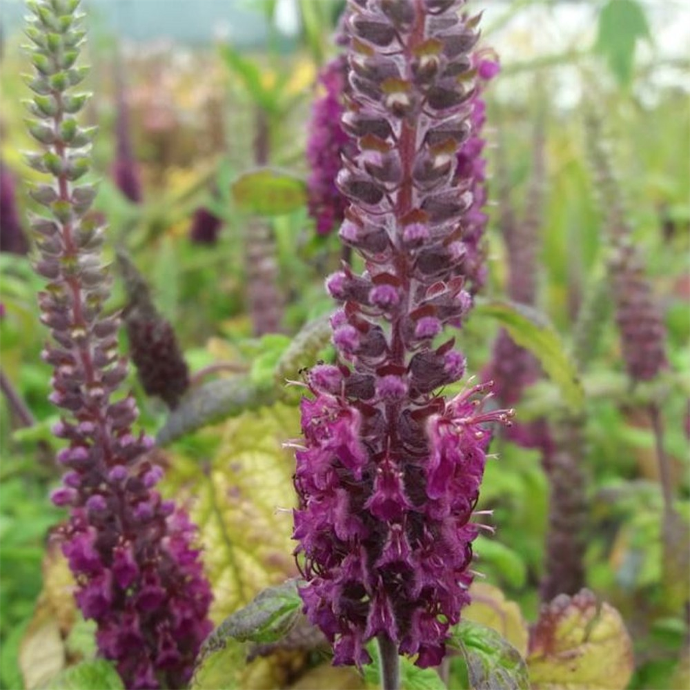 Teucrium hircanicum Purple Tails | Farmyard Nurseries