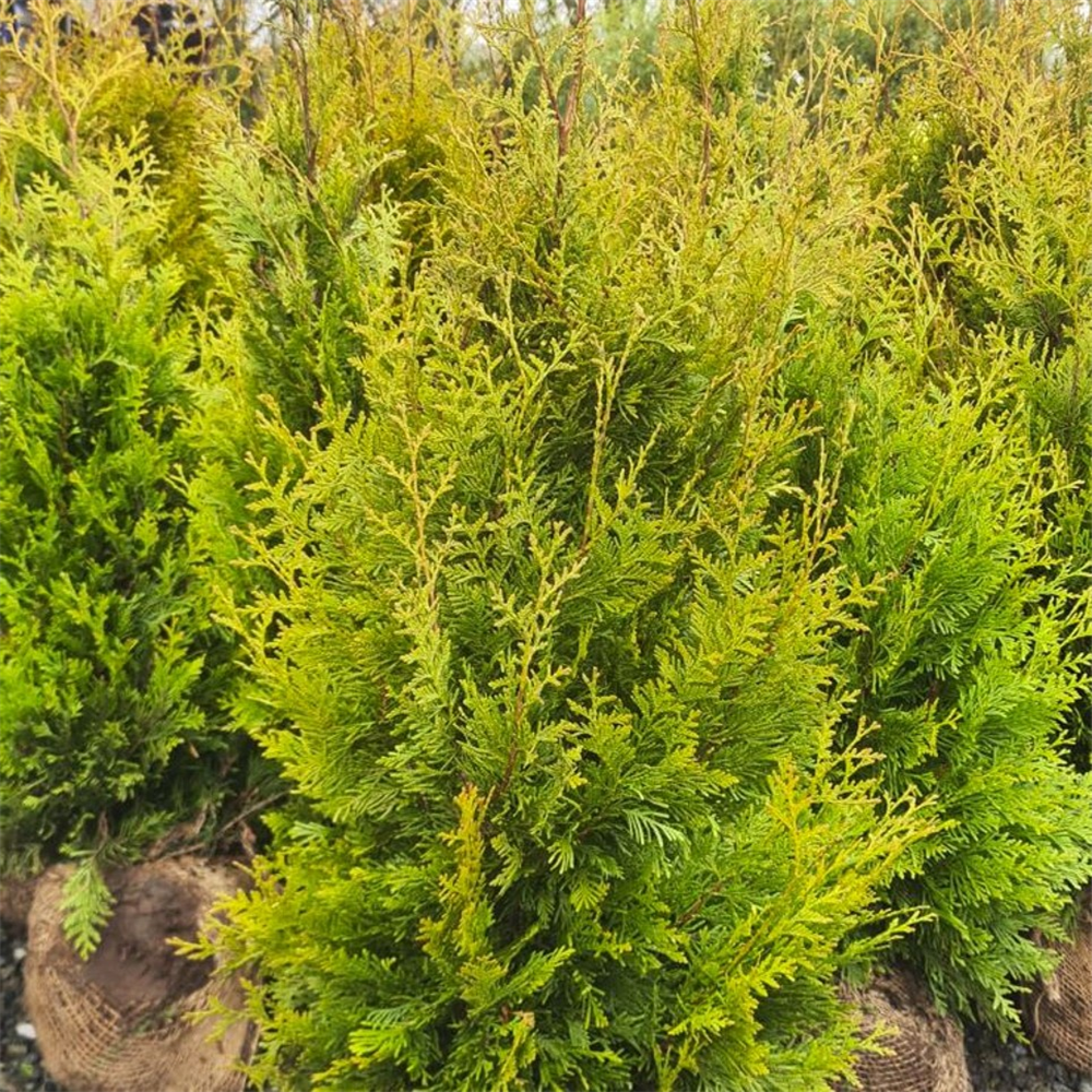 Thuja occidentalis 'Golden 'Brabant' | Farmyard Nurseries