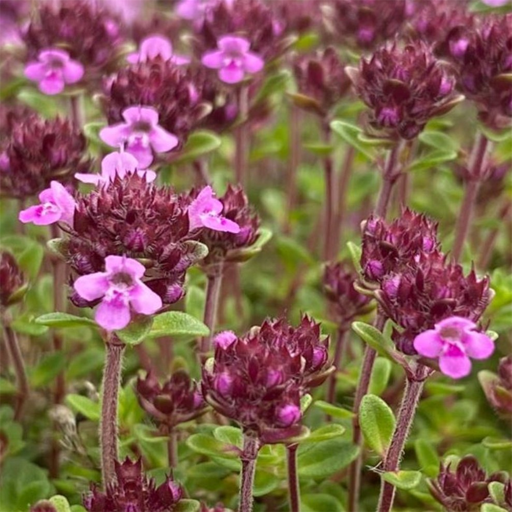 Thymus 'Caborn Wine and Roses' | Farmyard Nurseries