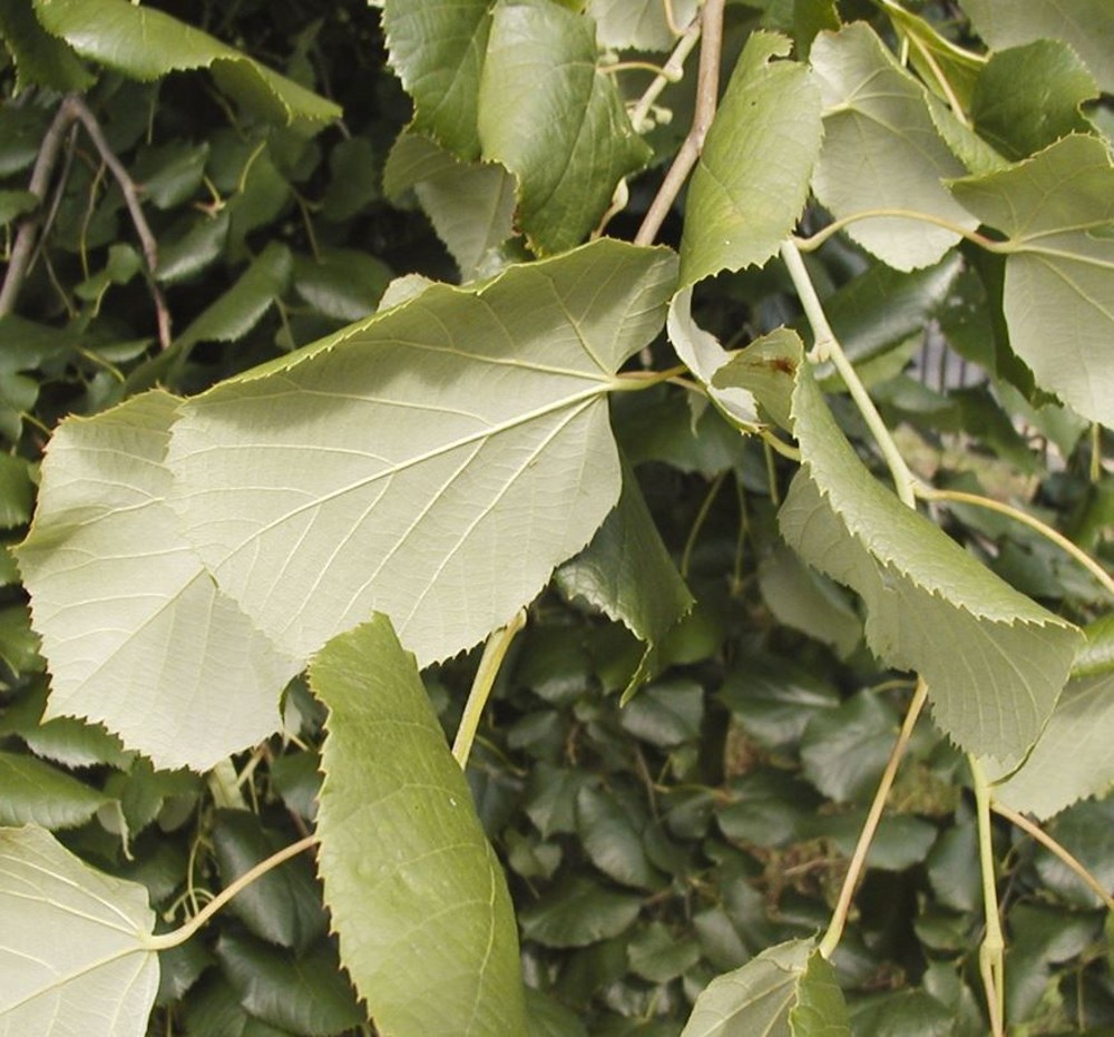 Tilia tomentosa 'Brabant' | Farmyard Nurseries