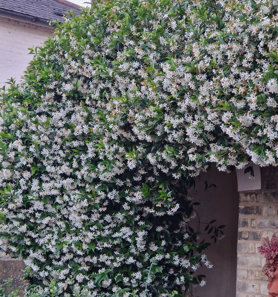 Trachelospermum jasminoides | Farmyard Nurseries