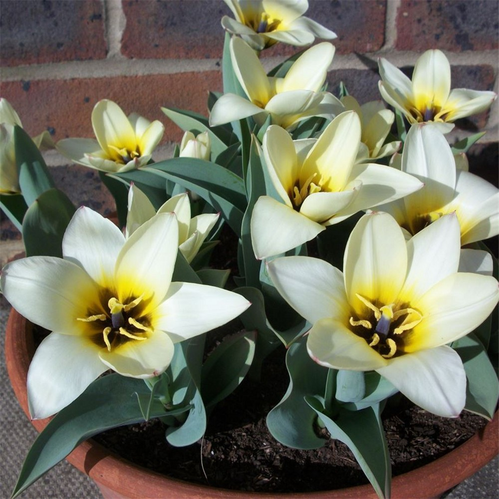 Tulip (Dwarf) 'Albion Star'. Loose per 10 bulbs. | Farmyard Nurseries