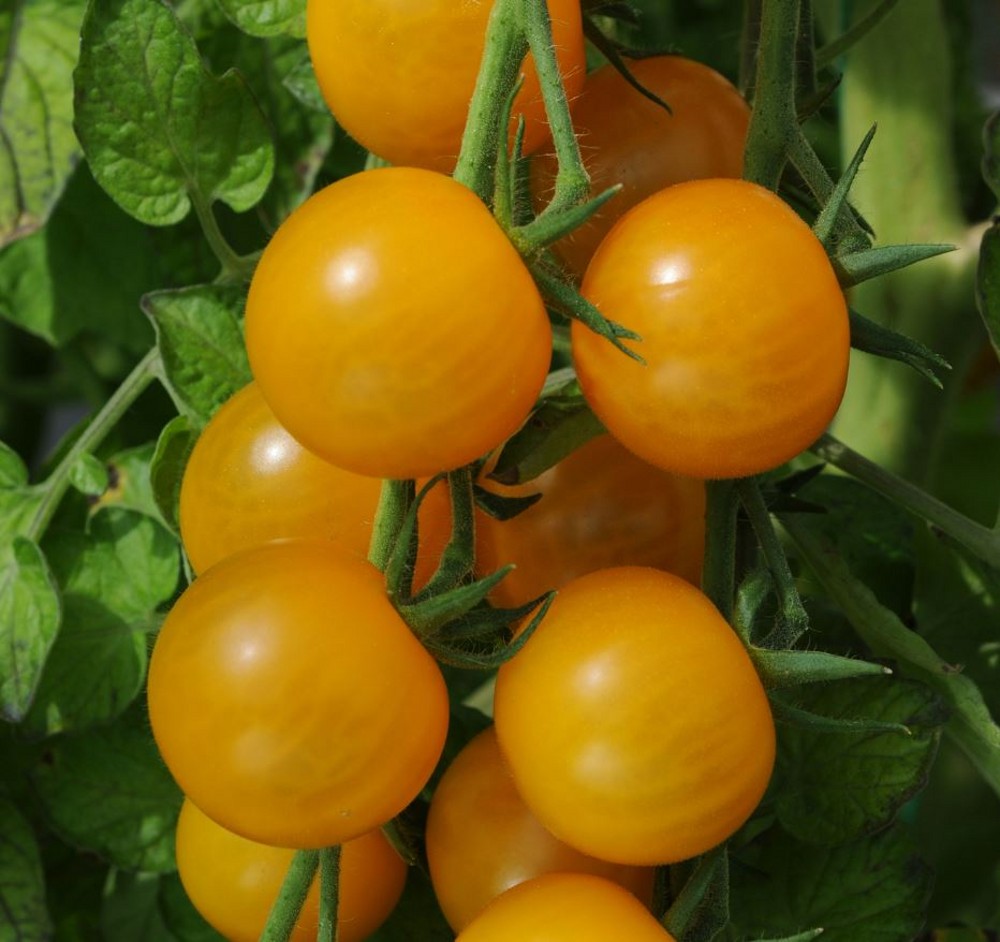 Tomato Cherry 'Sungold' | Farmyard Nurseries