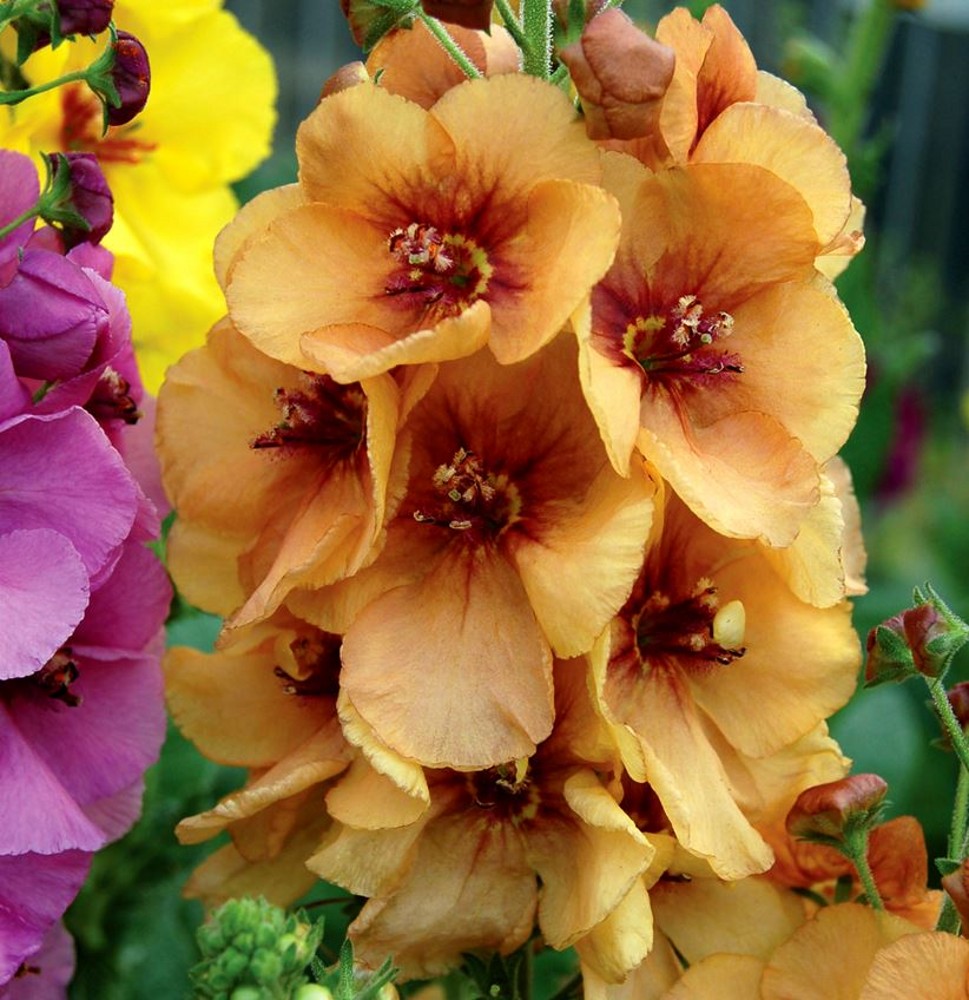 Verbascum 'Honey Dijon' | Farmyard Nurseries