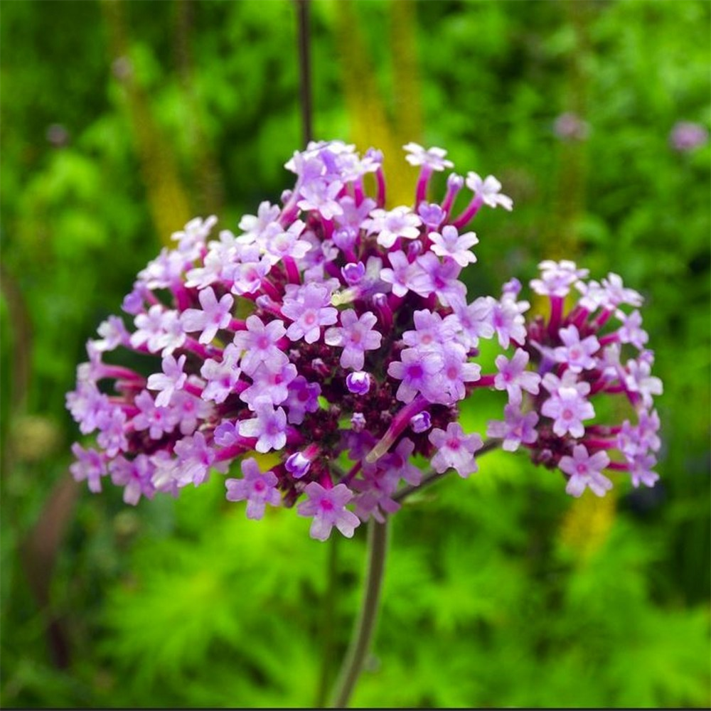 Verbena bonariensis 'Buenos Aires' | Farmyard Nurseries