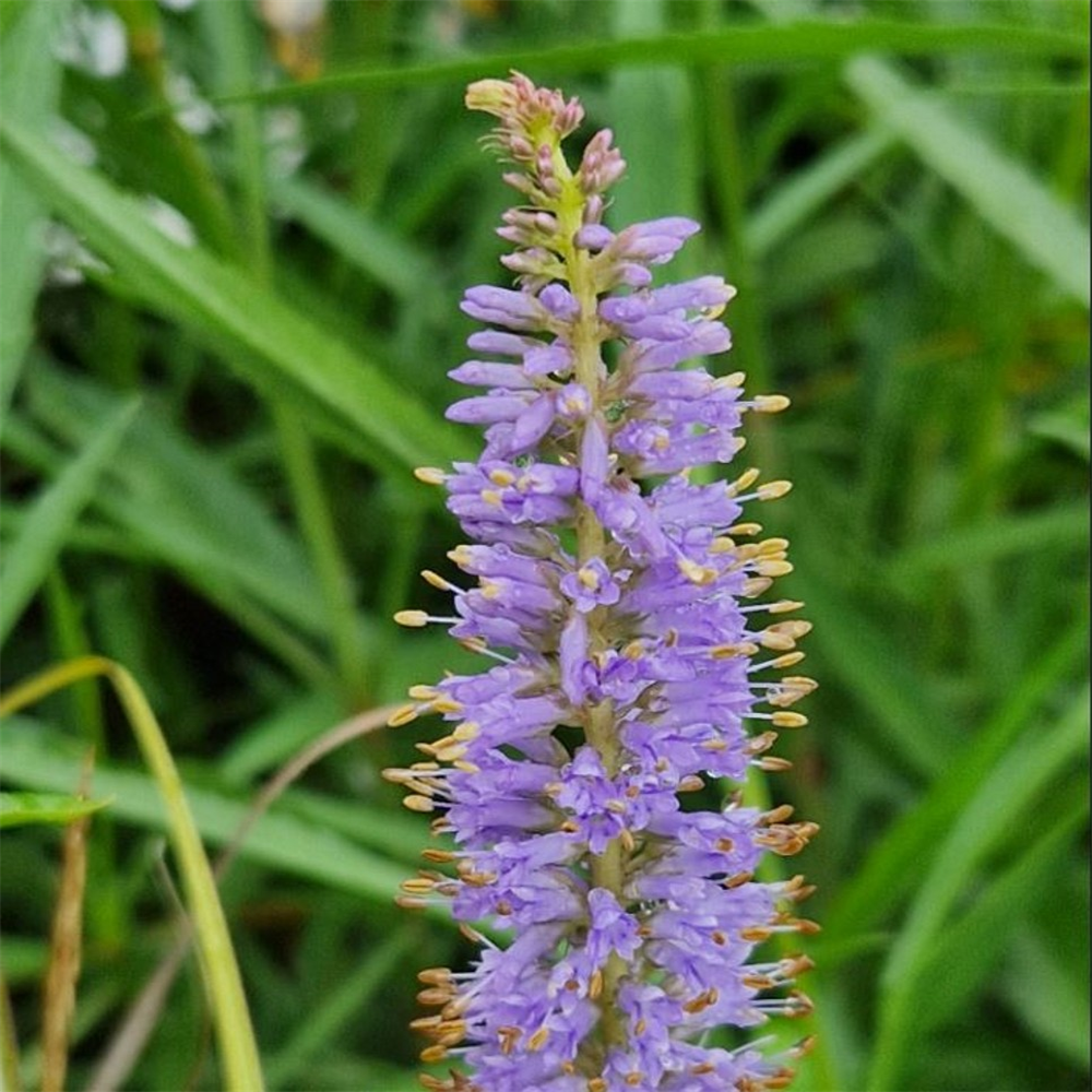 Veronicastrum virginicum 'Lavendelturm' | Farmyard Nurseries