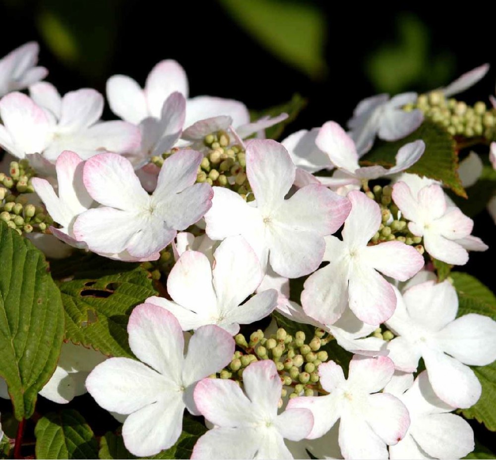 Viburnum plicatium 'Pink Beauty' | Farmyard Nurseries