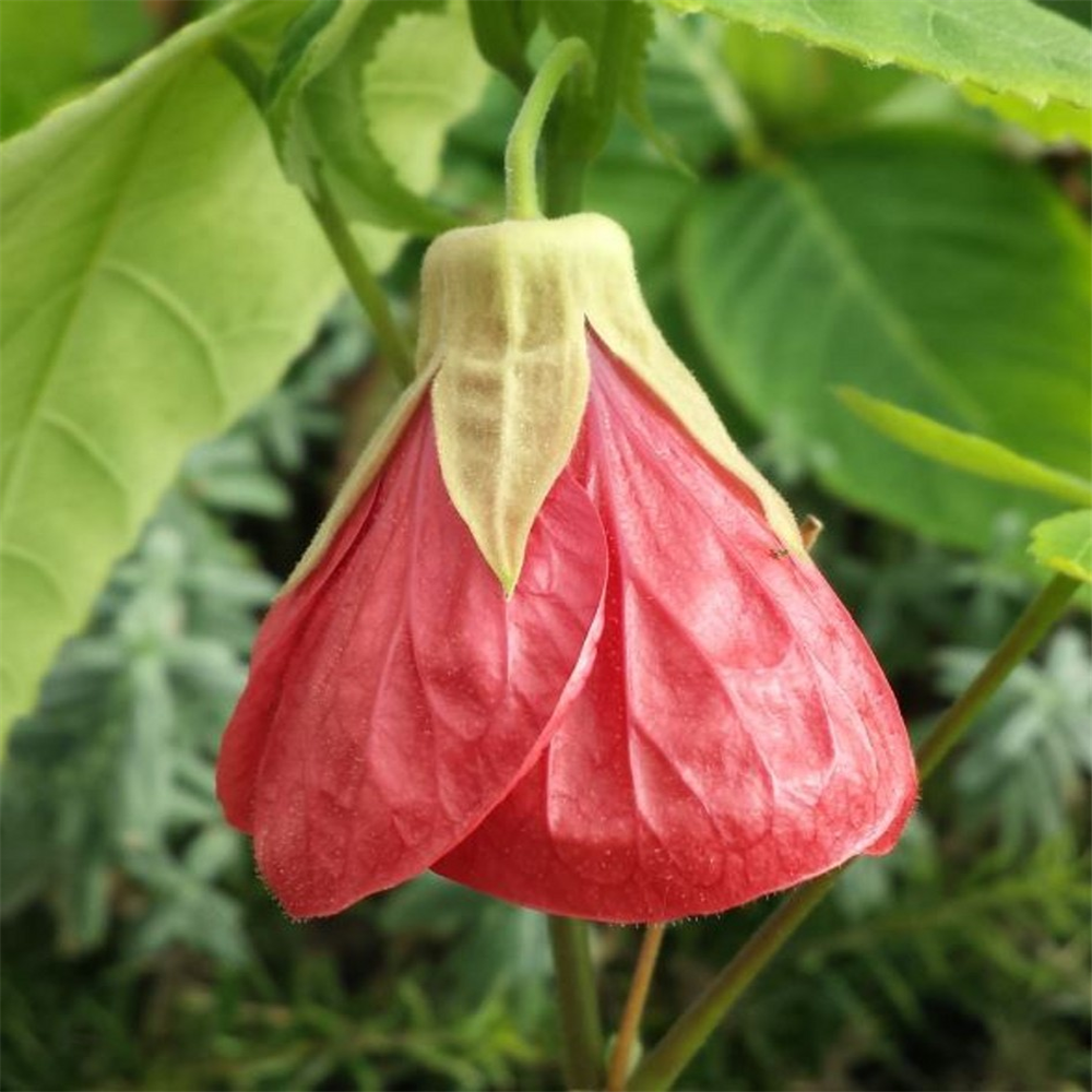 Abutilon 'Nabob' | Farmyard Nurseries