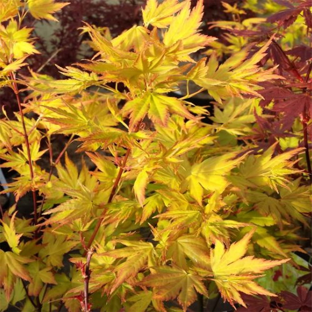 Acer palmatum 'Aureum' | Farmyard Nurseries