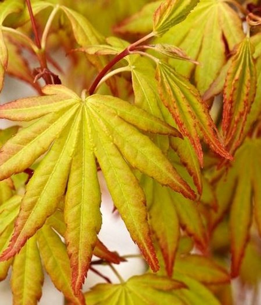 Acer Palmatum 'Orange Dream' | Farmyard Nurseries