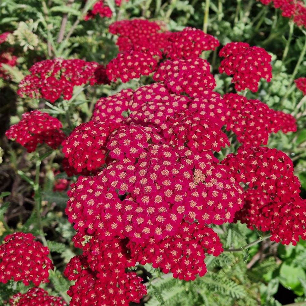 Achillea millefolium 'Red Velvet' | Farmyard Nurseries