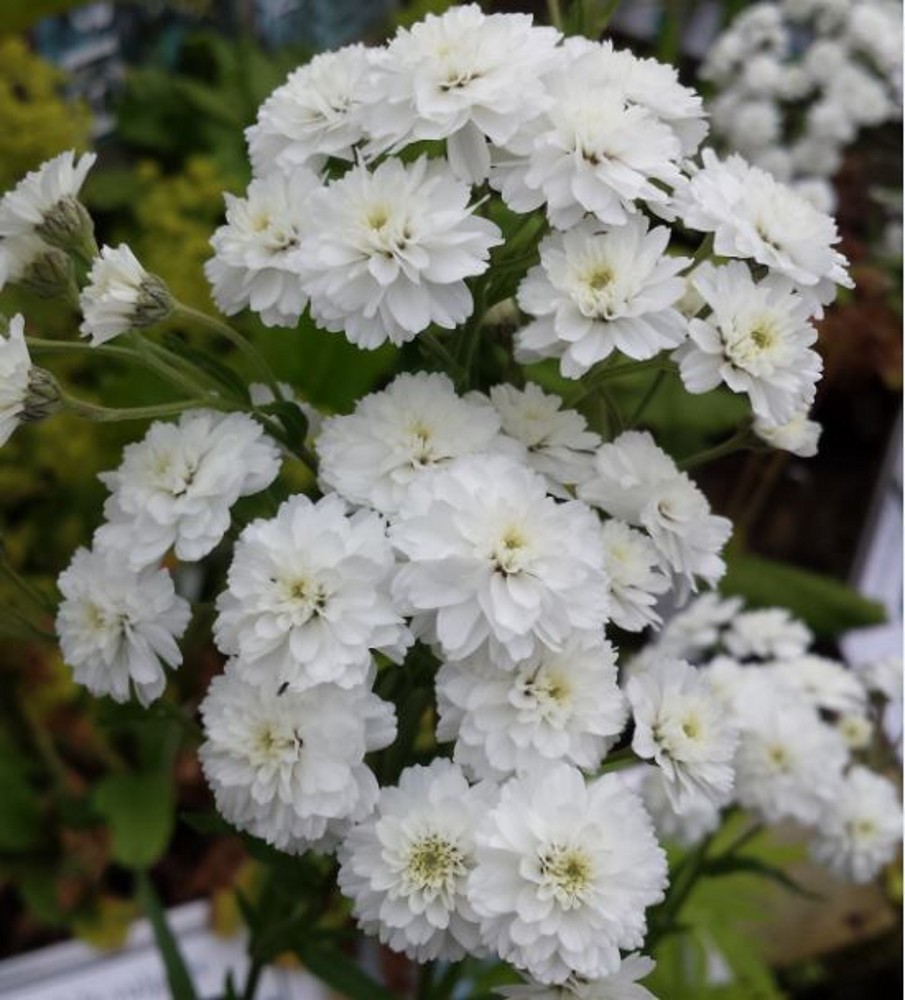 Achillea Ptarmica The Pearl Farmyard Nurseries