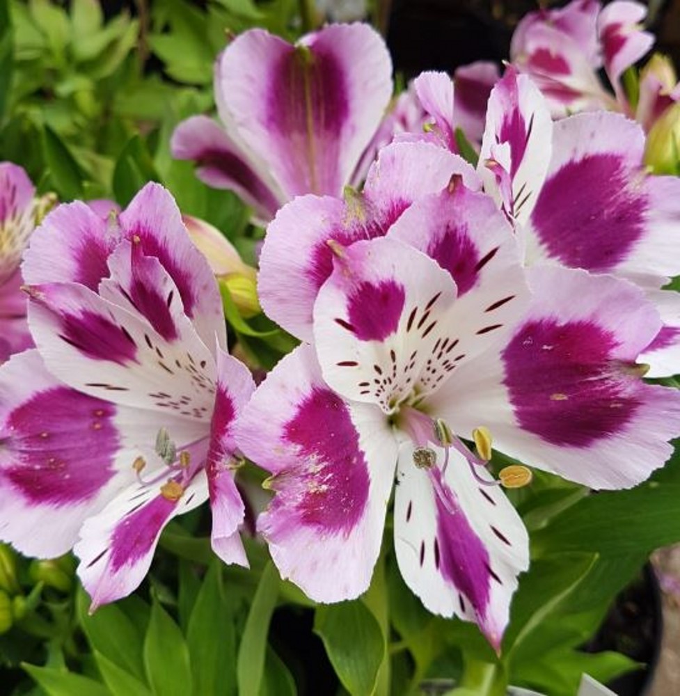 Alstroemeria intichana 'Passion' | Farmyard Nurseries