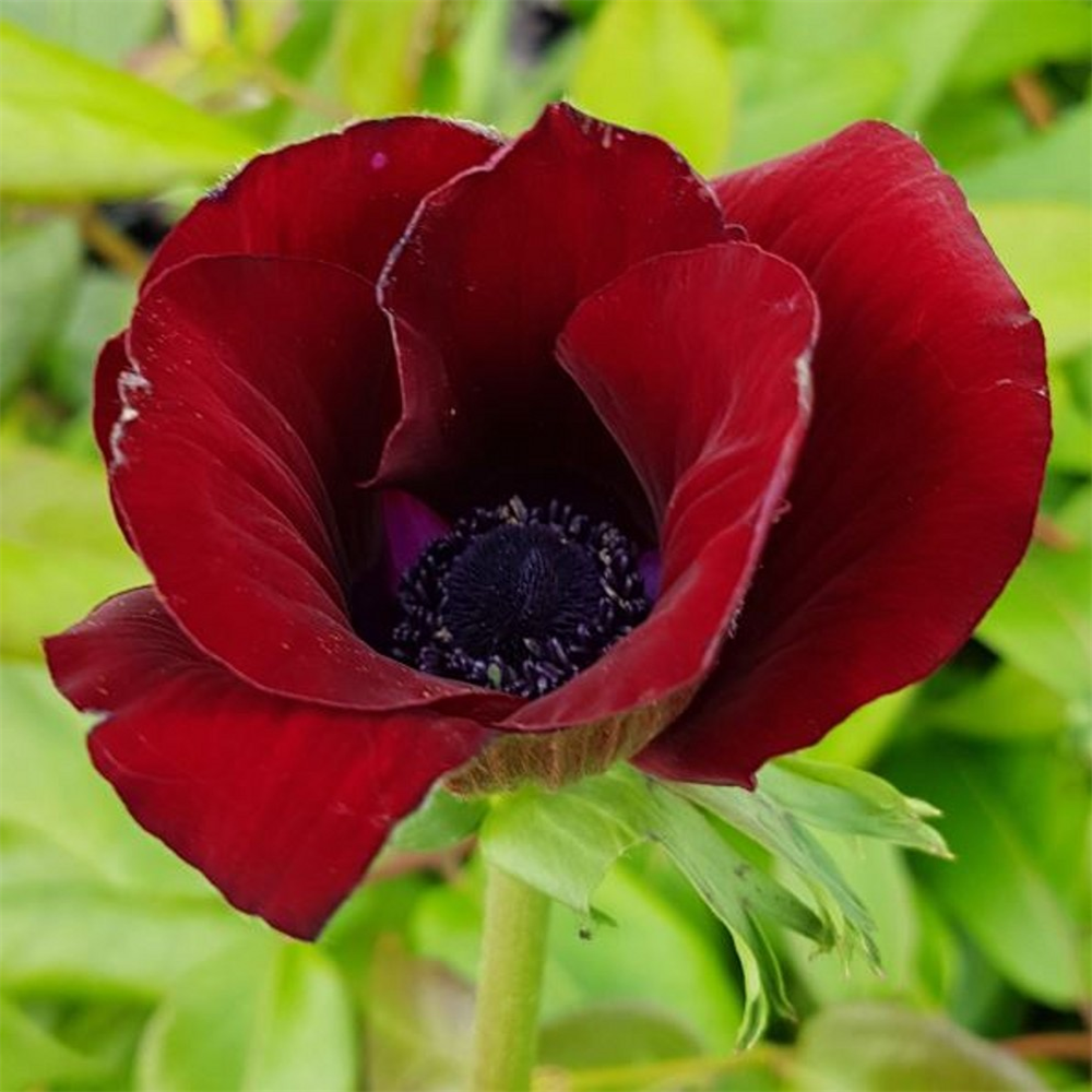 Anemone Coronaria Bordeaux Farmyard Nurseries