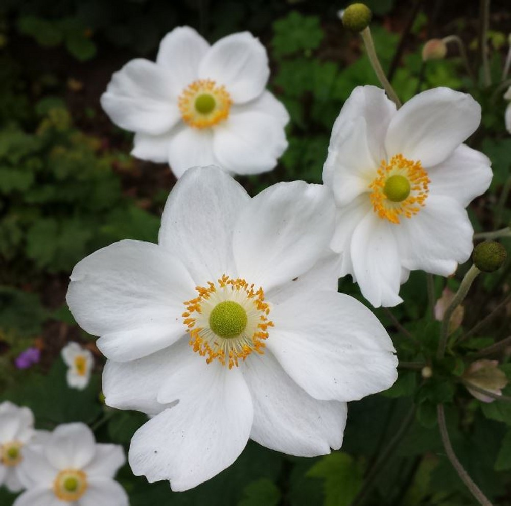  Anemone  hybrida Honorine Jobert Farmyard Nurseries