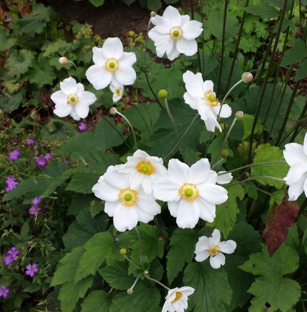 Anemone Hybrida Honorine Jobert Farmyard Nurseries   Anemone Honerine Jobert 