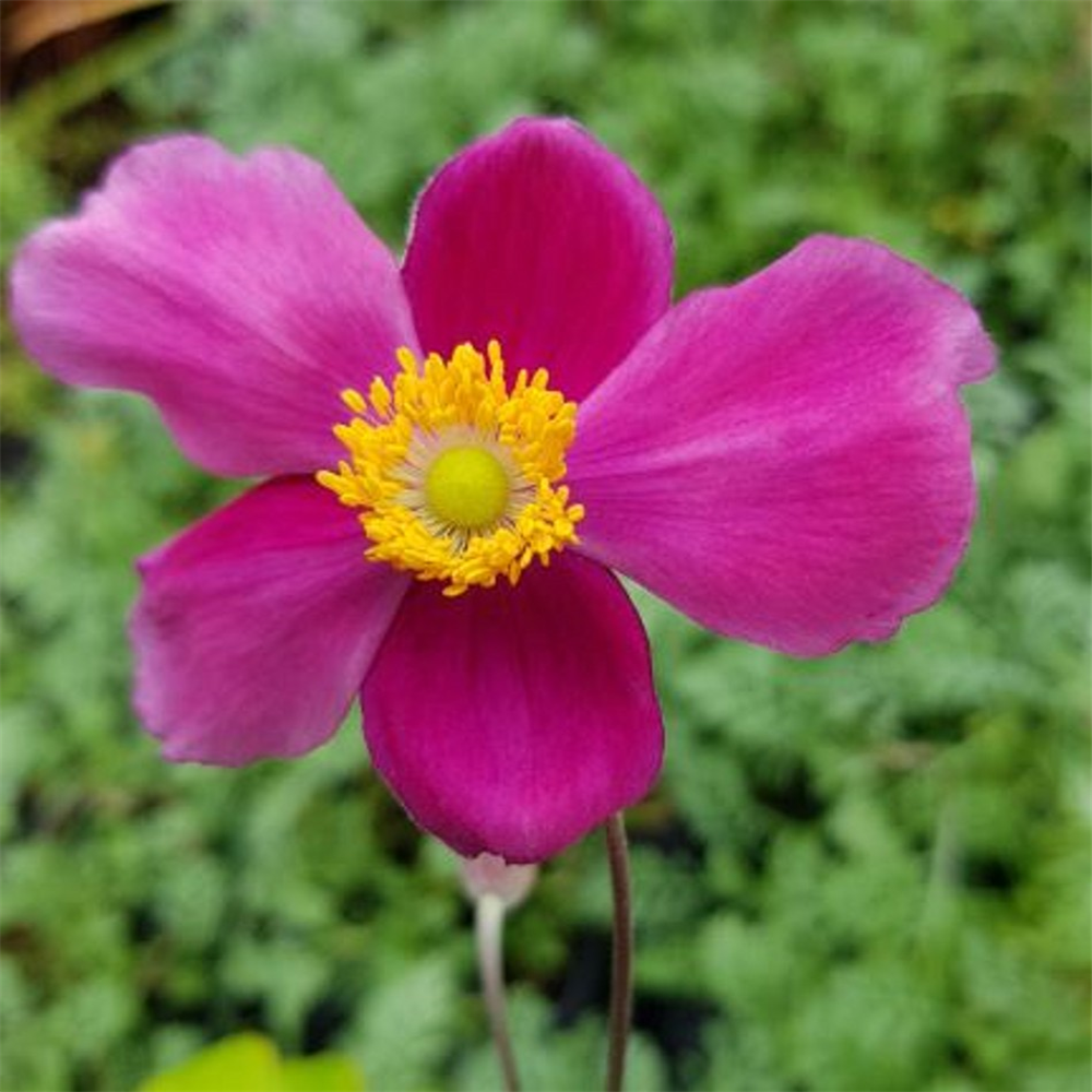 Anemone huphehensis 'Bowles Pink' Farmyard Nurseries