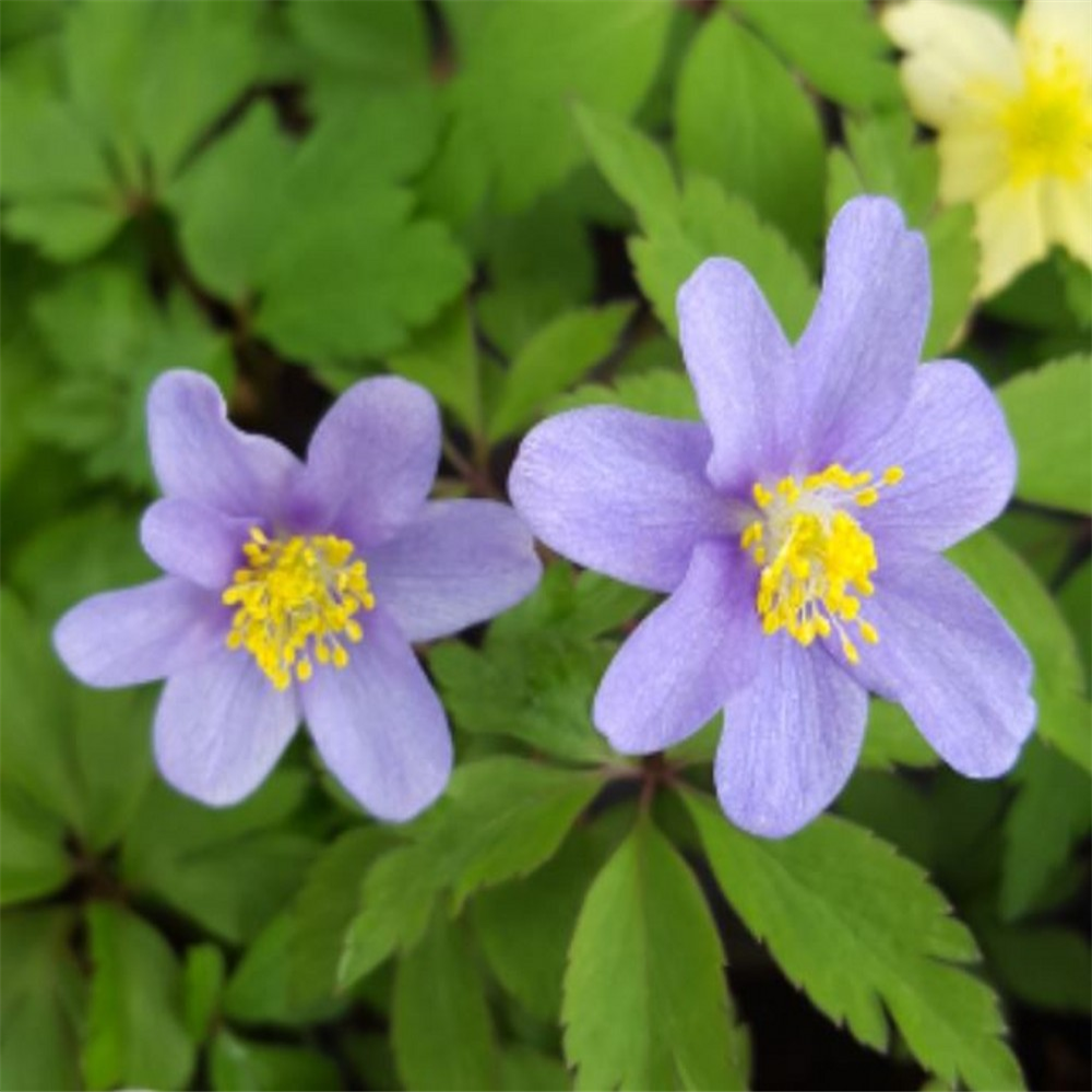 Anemone nemorosa 'Royal Blue' | Farmyard Nurseries