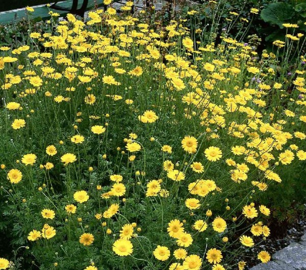 Anthemis Tinctoria 'kelwayi' 