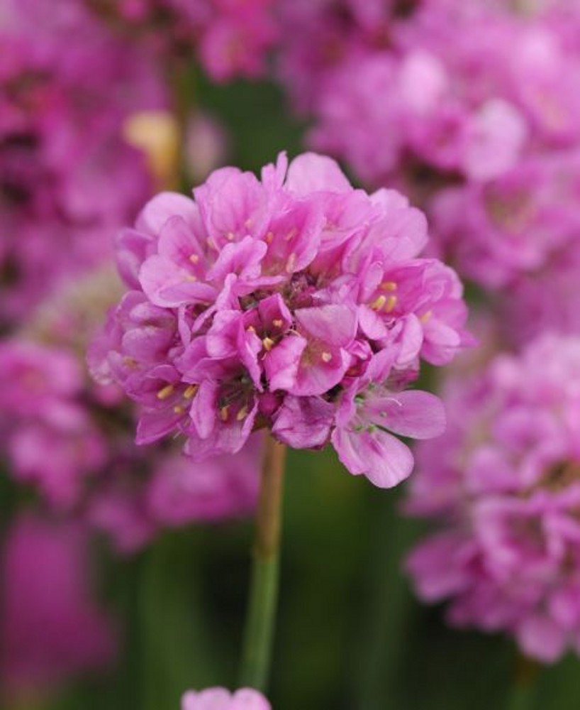 Armeria ‘Ballerina Lilac’ | Farmyard Nurseries