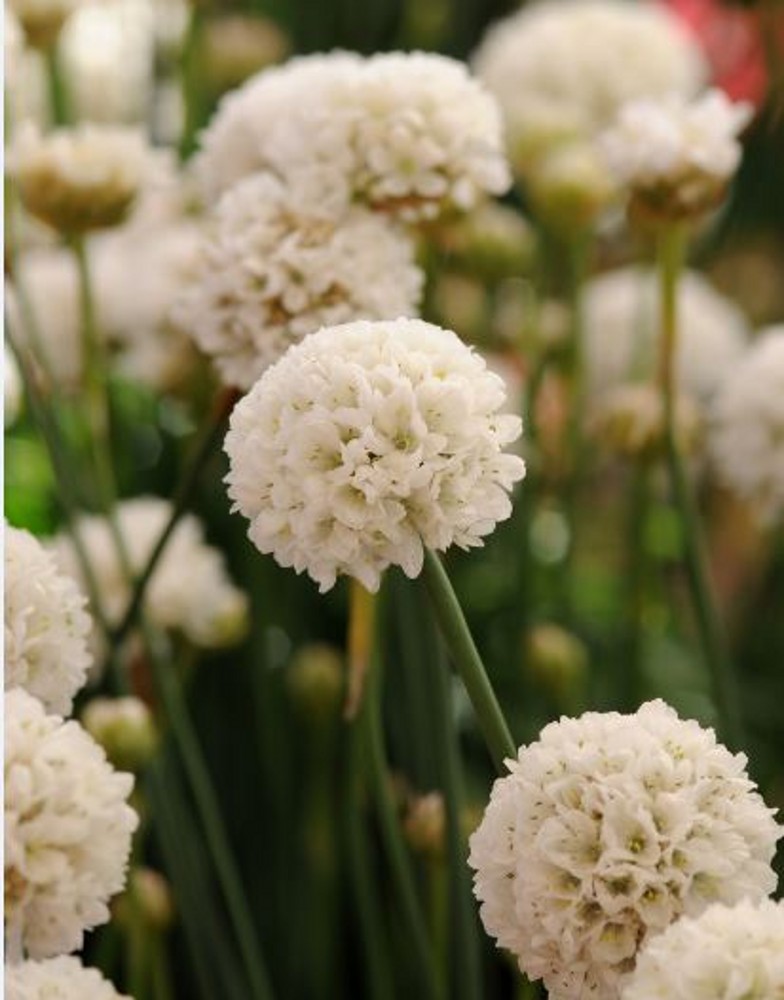 Armeria ‘Ballerina White’ | Farmyard Nurseries