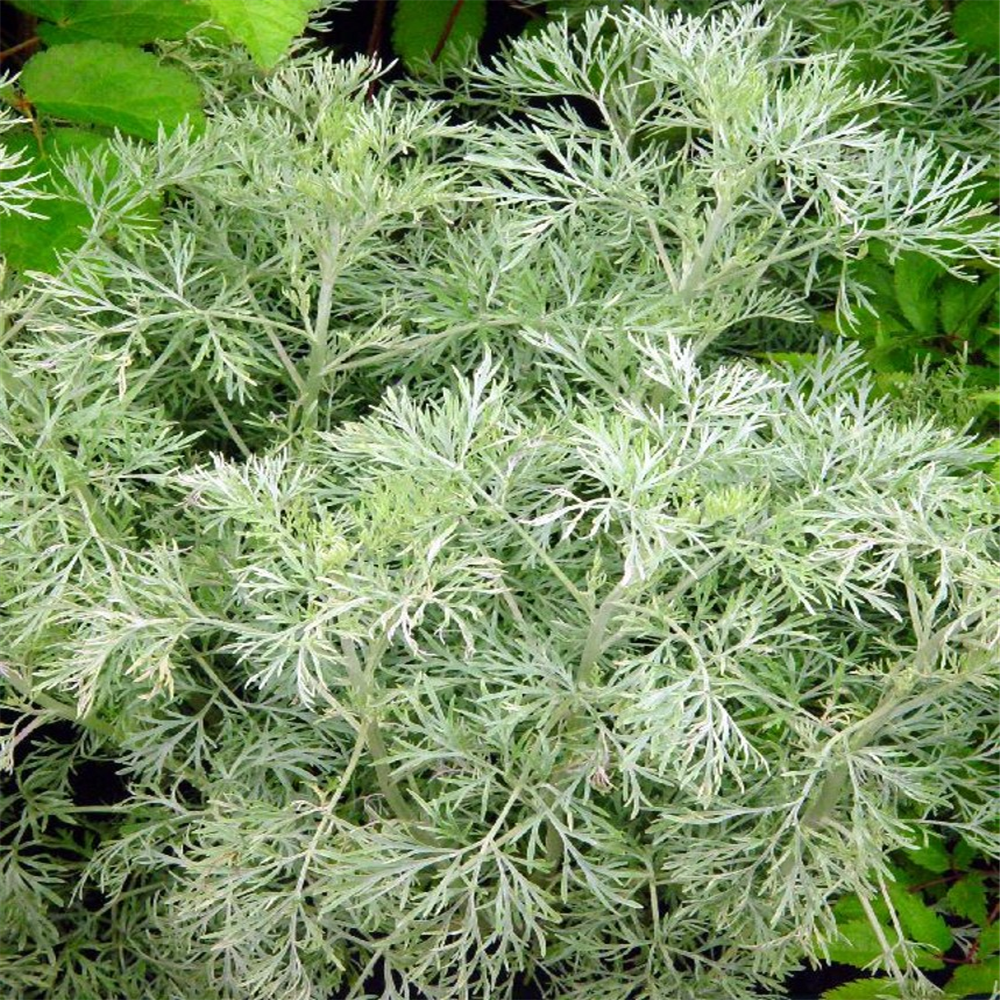 Artemisia 'Powis Castle' | Farmyard Nurseries