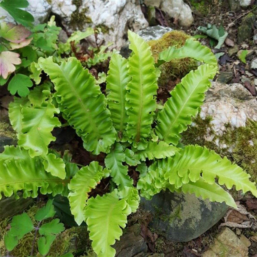 Asplenium scolopendrium Undulatum Group | Farmyard Nurseries