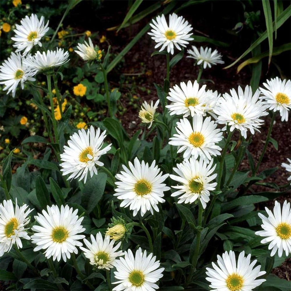 Астра Альпийская (Aster Alpinus)