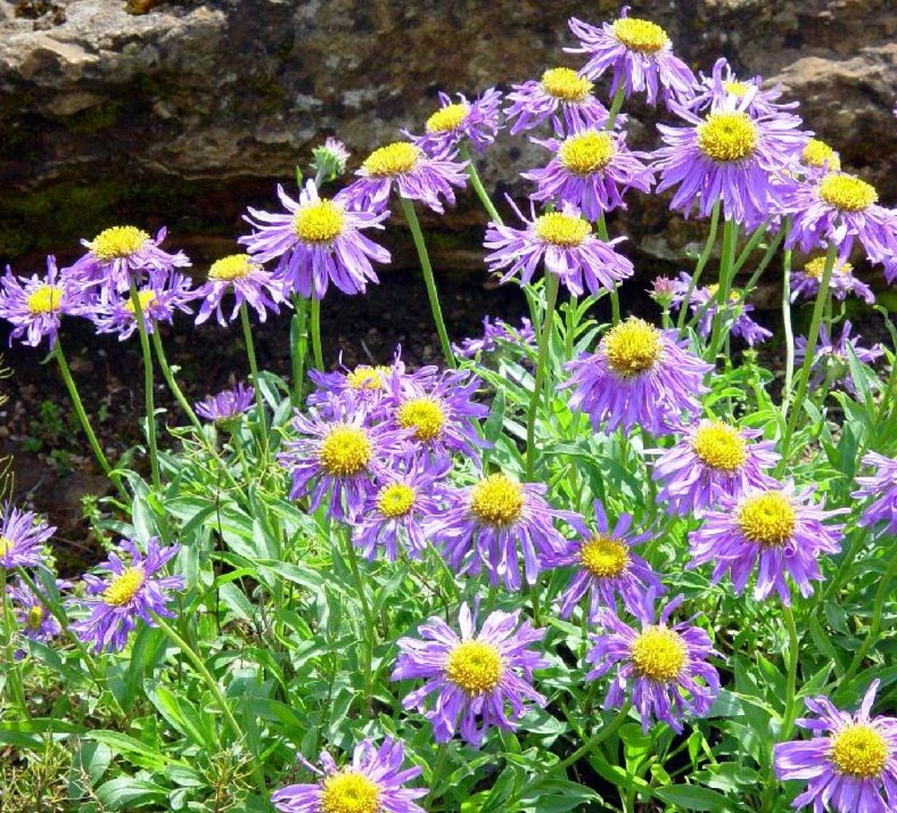 Aster kz. Aster. Астер ЛИСХИ. Lotus Alpinus. Aster Alpinus Water Infusion.