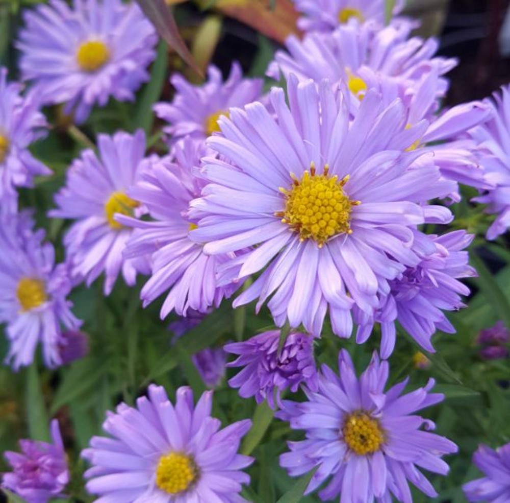 Aster novi-belgii 'Blue Bouquet' | Farmyard Nurseries