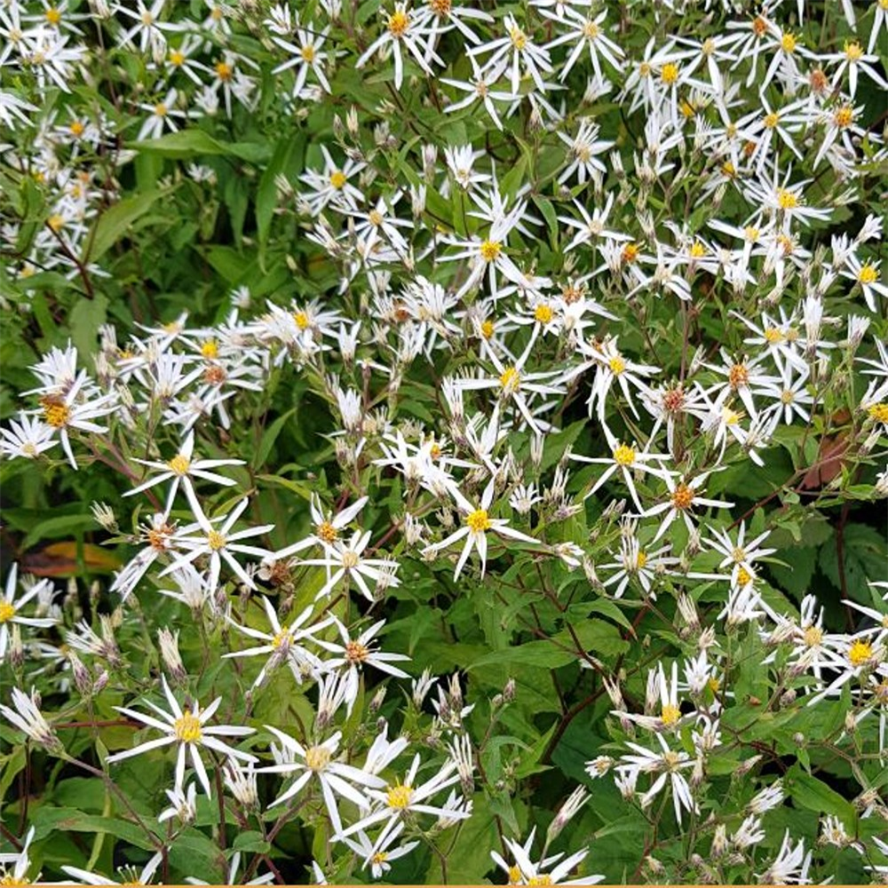 Aster divaricus 'Eastern Star' | Farmyard Nurseries