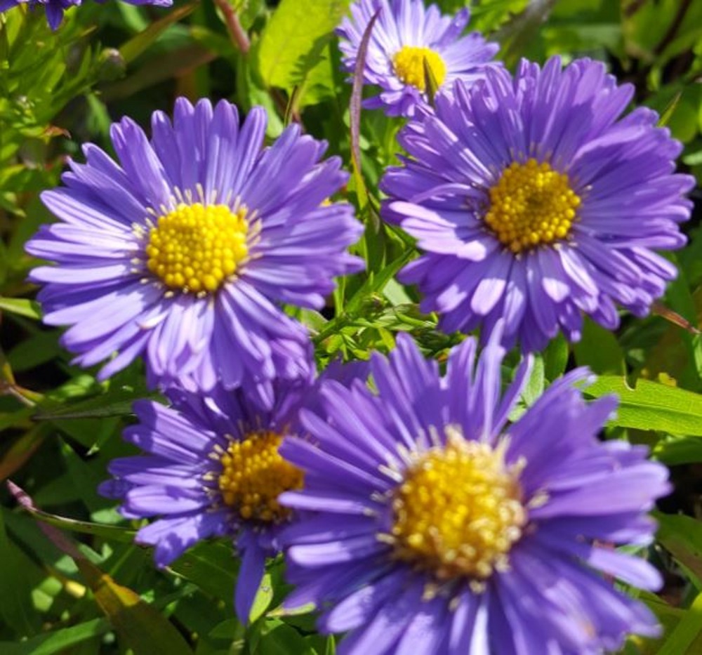 Aster novi-belgii 'Sapphire' | Farmyard Nurseries