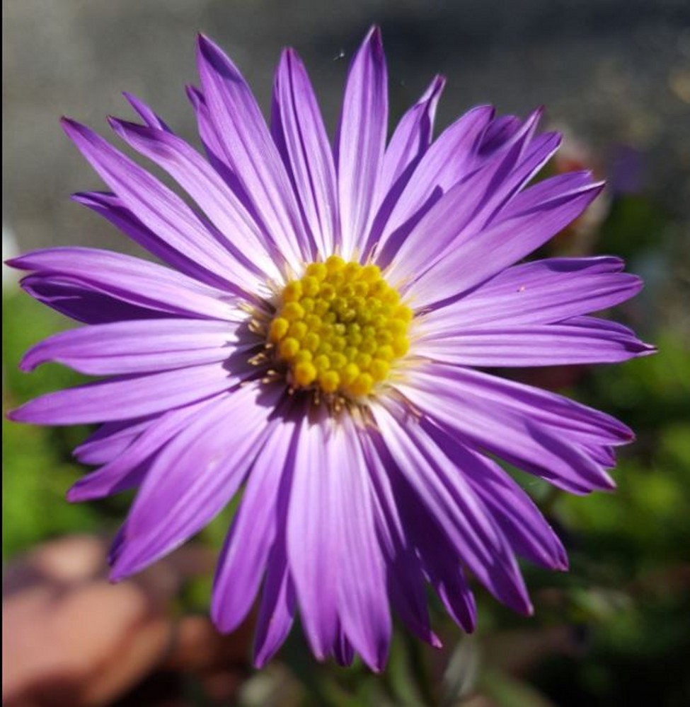 Aster laevis 'Arcturus' Farmyard Nurseries