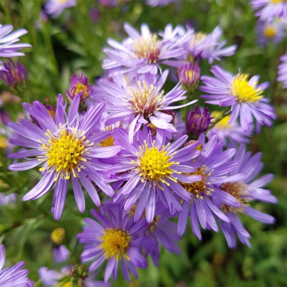 Aster laevis 'Cally Compact' Farmyard Nurseries