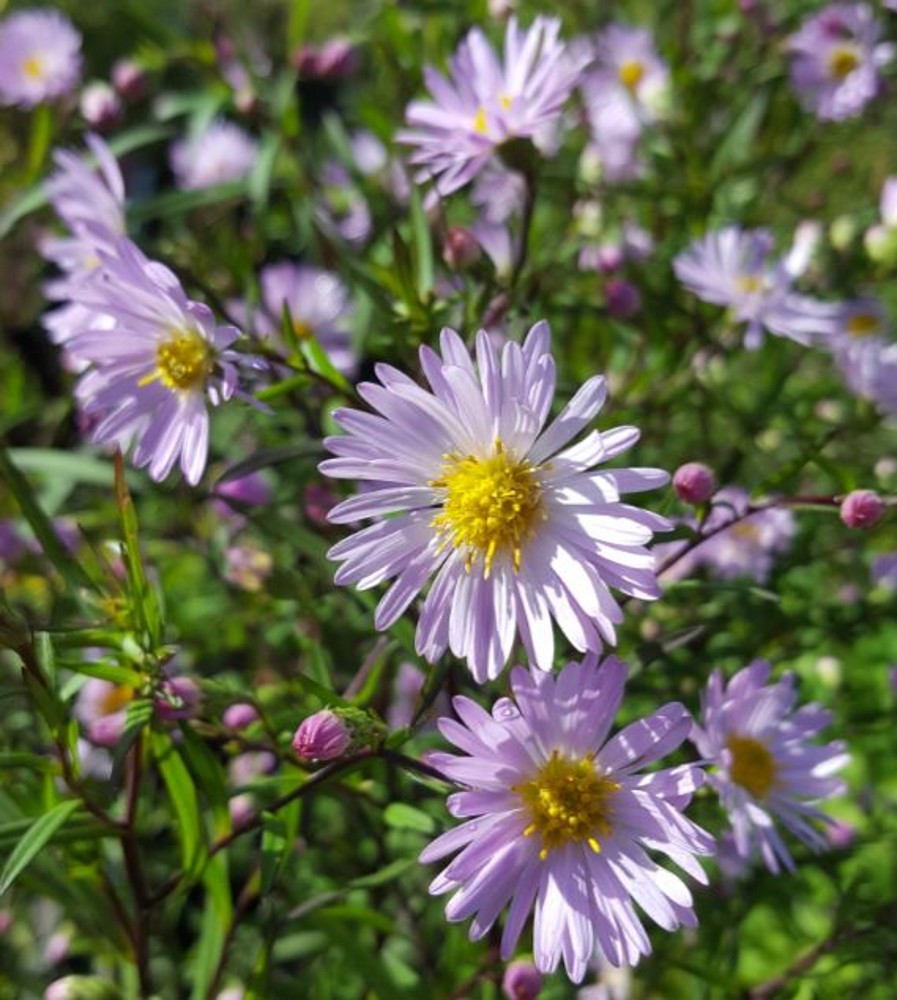 Aster laevis 'Les Moutiers' | Farmyard Nurseries